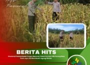 Akselerasi Swasembada Pangan Nasional, Polsek Rambah Hilir Dorong Desa Pasir Jaya Jadi Role Model Jagung Hibrida