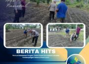 Perkuat Ketahanan Pangan, Polsek Kunto Darussalam Lakukan Pendampingan Petani di Pasir Luhur