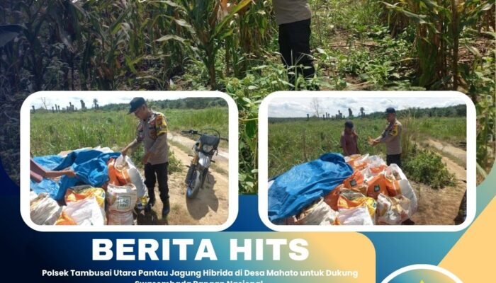 Polsek Tambusai Utara Pantau Jagung Hibrida di Desa Mahato untuk Dukung Swasembada Pangan Nasional