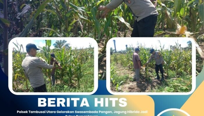 Polsek Tambusai Utara Gelorakan Swasembada Pangan, Jagung Hibrida Jadi Fokus Pemantauan