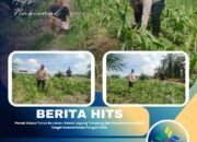 Polsek Kabun Turun ke Lahan, Kawal Jagung Tumpang Sari Desa Aliantan Demi Target Swasembada Pangan 2026