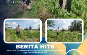 Polsek Kabun Turun ke Lahan, Kawal Jagung Tumpang Sari Desa Aliantan Demi Target Swasembada Pangan 2026