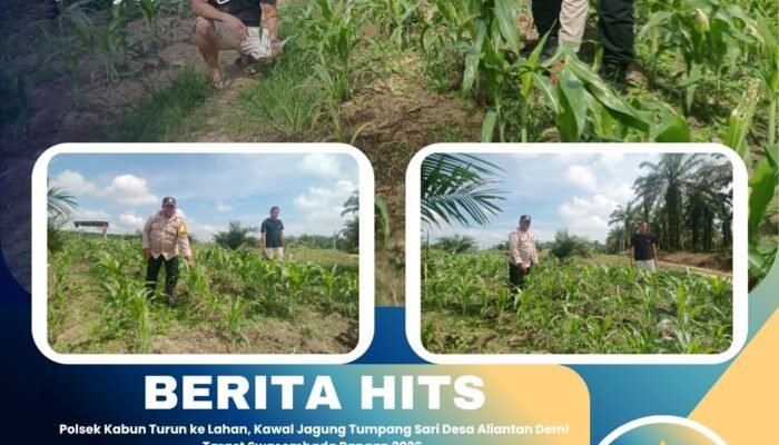 Polsek Kabun Turun ke Lahan, Kawal Jagung Tumpang Sari Desa Aliantan Demi Target Swasembada Pangan 2026