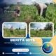 Polsek Kabun Turun ke Lahan, Kawal Jagung Tumpang Sari Desa Aliantan Demi Target Swasembada Pangan 2026