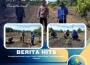 Dukung Swasembada Pangan, Polsek Tambusai Utara Tinjau Lahan Jagung 2 Hektare