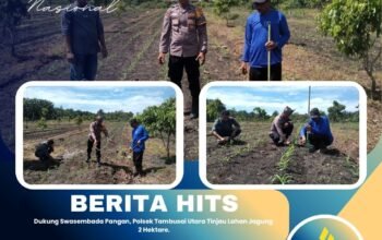 Dukung Swasembada Pangan, Polsek Tambusai Utara Tinjau Lahan Jagung 2 Hektare