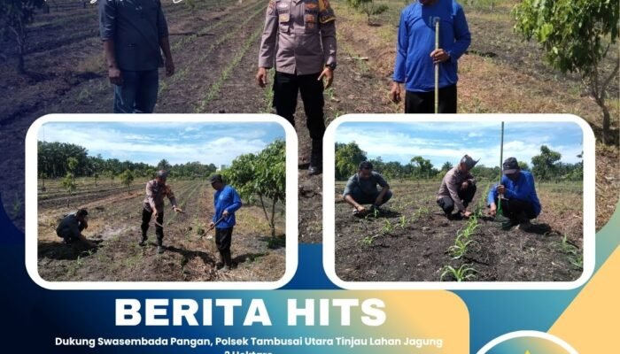 Dukung Swasembada Pangan, Polsek Tambusai Utara Tinjau Lahan Jagung 2 Hektare