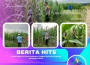 Polsek Kabun Aktif Kawal Ketahanan Pangan, Monitoring Jagung di Batulangkah Besar