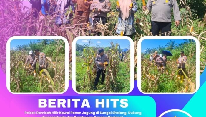 Polsek Rambah Hilir Kawal Panen Jagung di Sungai Sitolang, Dukung Swasembada dan Ketahanan Pangan Nasional