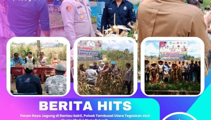 Panen Raya Jagung di Rantau Sakti, Polsek Tambusai Utara Tegaskan Aksi Nyata “Polisi Cinta Petani” 