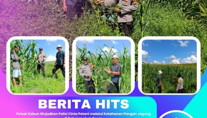 Polsek Kabun Wujudkan Polisi Cinta Petani melalui Ketahanan Pangan Jagung di Batu Langkah Besar