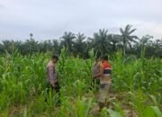 Polsek Rambah Hilir Tinjau Jagung Pasir Jaya Dukung Ketahanan Pangan