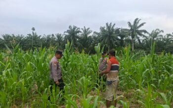 Polsek Rambah Hilir Tinjau Jagung Pasir Jaya Dukung Ketahanan Pangan