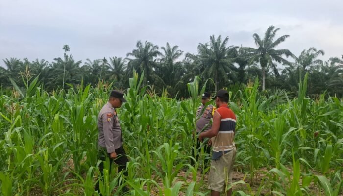 Polsek Rambah Hilir Tinjau Jagung Pasir Jaya Dukung Ketahanan Pangan