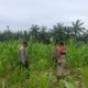 Polsek Rambah Hilir Tinjau Jagung Pasir Jaya Dukung Ketahanan Pangan