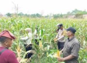 Polsek Tambusai Utara Dukung Swasembada Pangan, Cek Perkembangan Jagung di Rantau Sakti