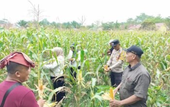 Polsek Tambusai Utara Dukung Swasembada Pangan, Cek Perkembangan Jagung di Rantau Sakti