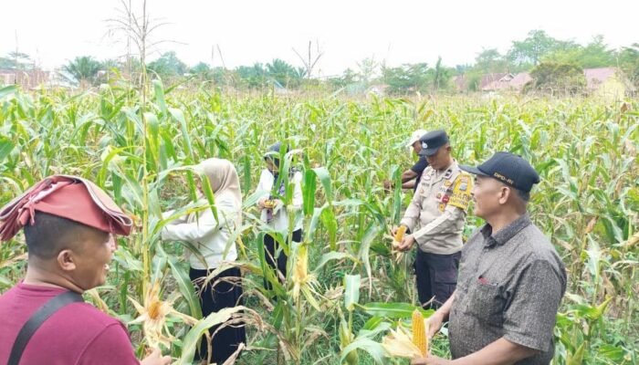 Polsek Tambusai Utara Dukung Swasembada Pangan, Cek Perkembangan Jagung di Rantau Sakti