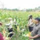 Polsek Tambusai Utara Dukung Swasembada Pangan, Cek Perkembangan Jagung di Rantau Sakti