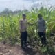 Polsek Bonai Darussalam Tinjau Lahan Jagung Rawa Makmur, Dukung Ketahanan Pangan