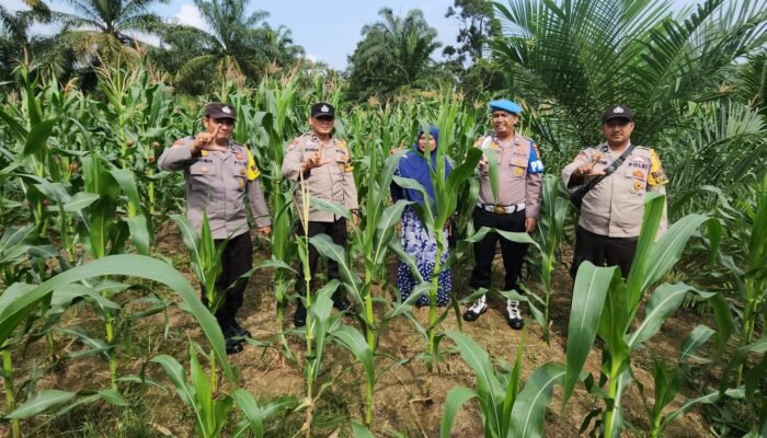 Polsek Rambah Gandeng Kelompok Tani, Perkuat Ketahanan Pangan di Menaming