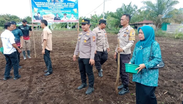 Polsek Tambusai Utara Perkuat Ketahanan Pangan melalui Penanaman Jagung di Mahato Sakti