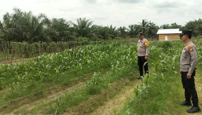 Polsek Kabun Perkuat Ketahanan Pangan lewat Monitoring Jagung di Desa Giti