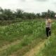 Polsek Kabun Perkuat Ketahanan Pangan lewat Monitoring Jagung di Desa Giti