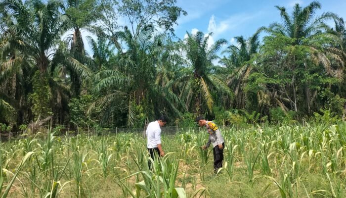 Polsek Tandun Jadikan Desa Dayo Basis Penguatan Swasembada Pangan