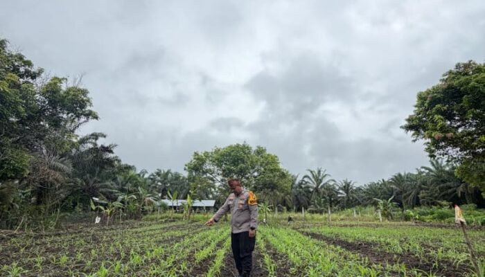 Polsek Bonai Darussalam Perkuat Ketahanan Pangan, Pastikan Pertumbuhan Jagung Hibrida Optimal