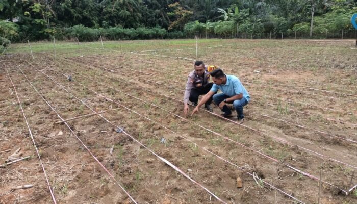 Penguatan Swasembada Pangan, Polsek Rokan IV Koto Pantau Pertumbuhan Jagung di Desa Suligi