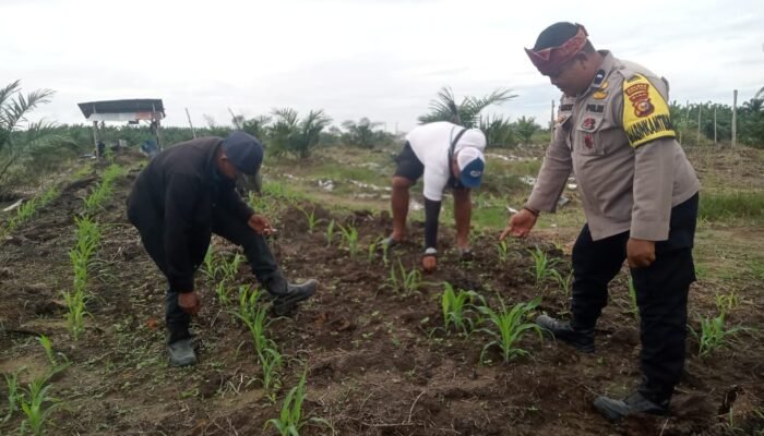 Polsek Kabun Gencarkan Swasembada Pangan, Jagung Bumdes Aliantan Dipantau Ketat 
