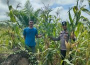 Polsek Kepenuhan Pantau Jagung Pipil, Perkuat Ketahanan Pangan