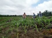 Polsek Kabun dan Petani Optimalkan Jagung Tumpang Sari Perkuat Swasembada Pangan Nasional