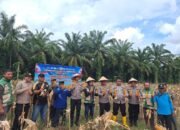 Polres Rokan Hulu Gelar Panen Raya Jagung Serentak, Perkuat Akselerasi Swasembada Pangan Nasional