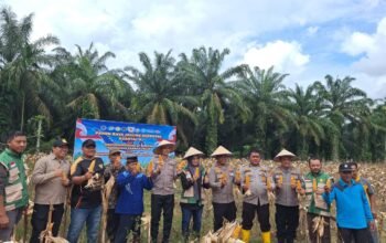 Polres Rokan Hulu Gelar Panen Raya Jagung Serentak, Perkuat Akselerasi Swasembada Pangan Nasional