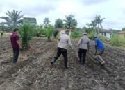 Perkuat Ketahanan Pangan, Polsek Kunto Darussalam Lakukan Pendampingan Petani di Pasir Luhur