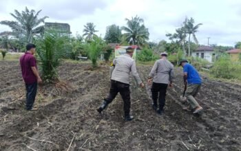 Perkuat Ketahanan Pangan, Polsek Kunto Darussalam Lakukan Pendampingan Petani di Pasir Luhur