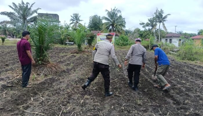 Perkuat Ketahanan Pangan, Polsek Kunto Darussalam Lakukan Pendampingan Petani di Pasir Luhur