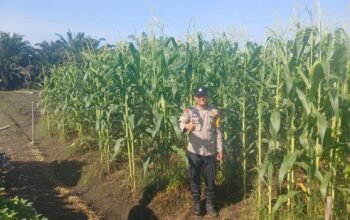 Dukung Ketahanan Pangan Nasional, Polsek Kepenuhan intens pantau Pertumbuhan Jagung Pipil.