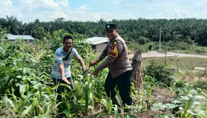 Dukung Swasembada Pangan Nasional, Polsek Tandun Bersama Warga Perawatan Jagung Pipil di Tandun Barat