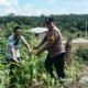 Dukung Swasembada Pangan Nasional, Polsek Tandun Bersama Warga Perawatan Jagung Pipil di Tandun Barat