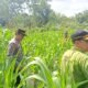 Ketahanan Pangan Nasional, Polsek Tandun dan Pemdes Tandun Pantau Pertumbuhan Jagung