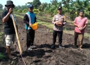 Polsek Tambusai Utara Bersama Petani Perkuat Ketahanan Pangan, Bukti Nyata Polisi Cinta Petani