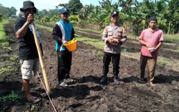 Polsek Tambusai Utara Bersama Petani Perkuat Ketahanan Pangan, Bukti Nyata Polisi Cinta Petani