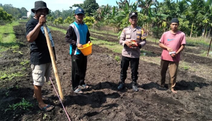 Polsek Tambusai Utara Bersama Petani Perkuat Ketahanan Pangan, Bukti Nyata Polisi Cinta Petani