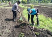 Polsek Tambusai Utara Bersama Petani Perkuat Ketahanan Pangan, Bukti Nyata Polisi Cinta Petani