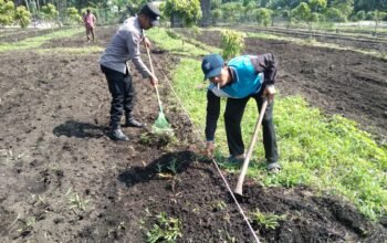 Polsek Tambusai Utara Bersama Petani Perkuat Ketahanan Pangan, Bukti Nyata Polisi Cinta Petani