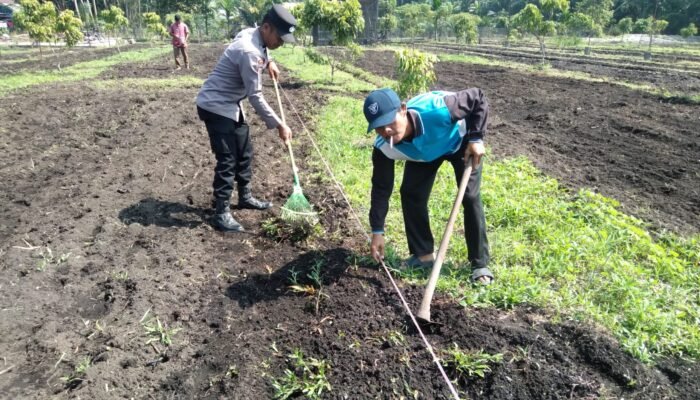 Polsek Tambusai Utara Bersama Petani Perkuat Ketahanan Pangan, Bukti Nyata Polisi Cinta Petani
