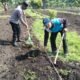 Polsek Tambusai Utara Bersama Petani Perkuat Ketahanan Pangan, Bukti Nyata Polisi Cinta Petani